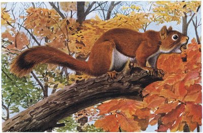 Red Squirrel will tongue lash a mighty bear by Louis Agassiz Fuertes